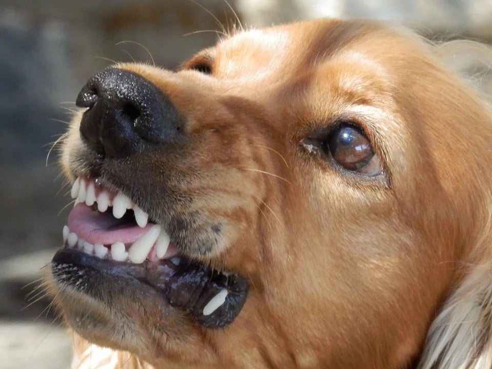 Illustration de l'article : Pourquoi le permis de détention pour tous les propriétaires de chiens pourrait être une bonne idée ? 